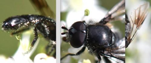Pipiza sp.